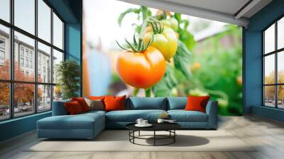 closeup of ripe tomatoes on the vine in a tended allotment Wall mural