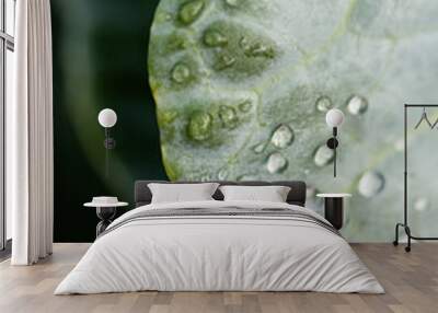 dew drops on green leaf as background. Wall mural