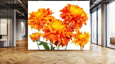 orange chrysanthemum flower on white background Wall mural