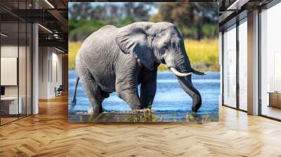 Adult elephant bull walking through shallow water in Khwai Okavango Delta in Botswana Wall mural