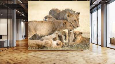 Lion pride greeting each other and bonding showing affection in Masai Mara Kenya Wall mural