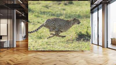 One adult cheetah side view running fast in Masai Mara Kenya Wall mural