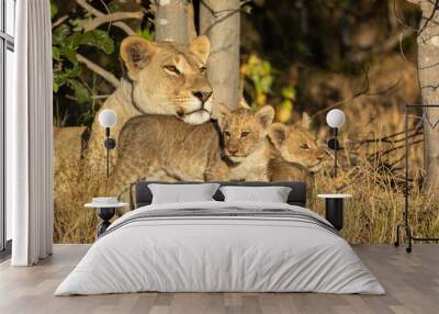 One adult female lion and her two baby cubs resting under a tree in full sunlight in Savuti Botswana Wall mural