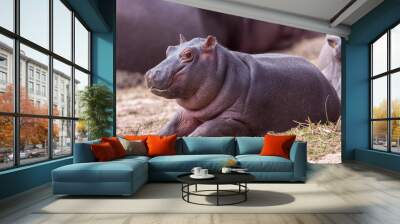 Small baby Hippo lying outside the water Kruger Park South Africa Wall mural