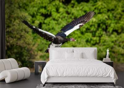 Spur wing goose in flight in Chobe River in Botswana Wall mural