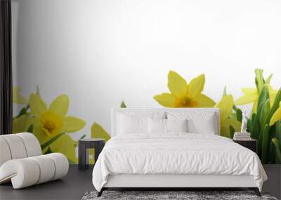 easter spring daffodils isolated on white - banner - copy space Wall mural