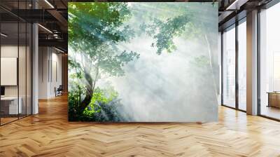 beautiful morning tropical forest sunbeam Wall mural