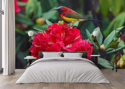 Colorful sunbird on wild rhododendron red flowers, Thailand Wall mural