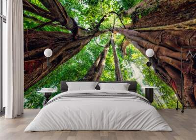 Dynamic view inside a huge fig tree. Wall mural