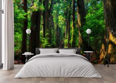 Old Japanese cypress forest Wall mural