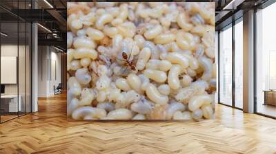 Ant eggs background.High quality real natural ant eggs close-up.Texture of expensive luxury ant eggs. Wall mural