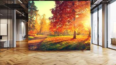 Autumn scene. Fall. Trees and leaves in sun light Wall mural