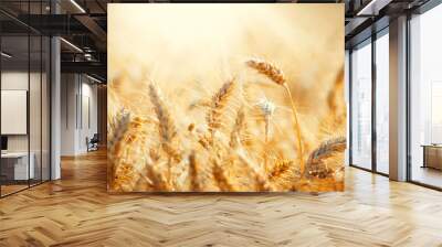 Field of Dry Golden Wheat. Harvest Concept Wall mural