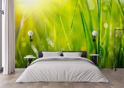 Fresh green grass with dew drops closeup. Soft Focus Wall mural