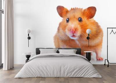 Hamster. Cute pet isolated on a white background Wall mural