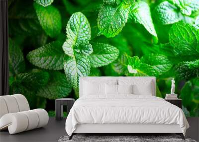 Mint. Fresh mint leaves background closeup. Growing organic mint Wall mural