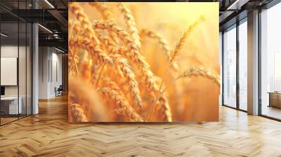 Wheat field. Ears of golden wheat closeup. Harvest concept Wall mural