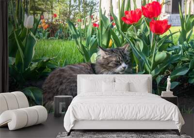 A lazy grey cat, relaxing in a flower bed between bright blooming tulips. Wall mural