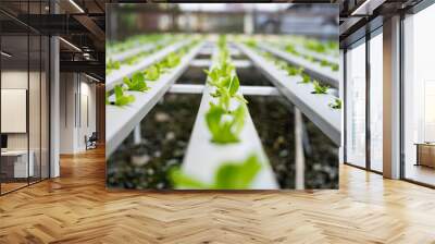 Vegetable hydroponic system / young and fresh green cos lettuce salad growing garden hydroponic farm plants on water without soil agriculture in the greenhouse organic for health food. Wall mural