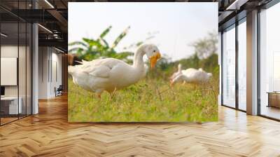 Side view of white goose standing on green grass Wall mural