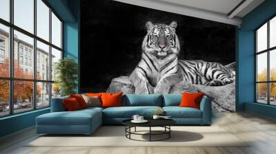 white tiger Wall mural