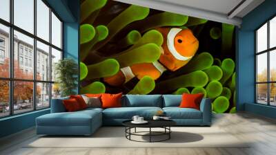 false clown anemonefish, clownfish Wall mural