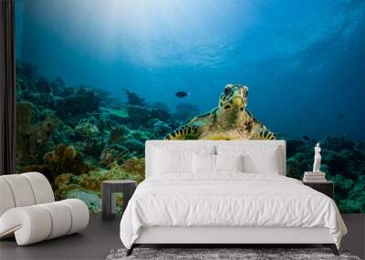 loggerhead turtle swimming over a coral reef with sun rays Wall mural