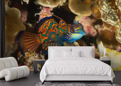 mandarinfish fish dragonet ornate pattern Wall mural