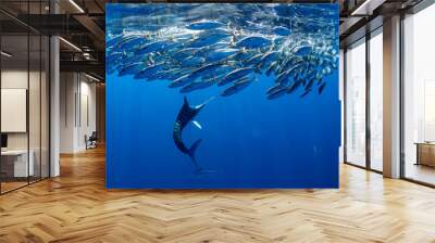 Marlins hunting on sardines or makerels in Baja California Sur Wall mural