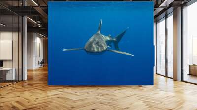 Oceanic whitetip shark crusing polynesian deep waters Wall mural