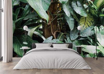 Beautiful of green tropical leaves Wall mural