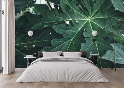 Beautiful of green tropical leaves Wall mural