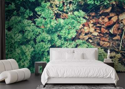 Fresh curly parsley herb organic Wall mural