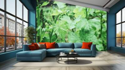 Green grape leaves on branch Wall mural