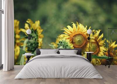 Sunflowers field Wall mural