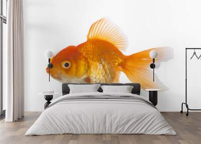 Goldfish on White Background Wall mural