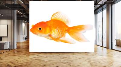 Goldfish on White Background Wall mural