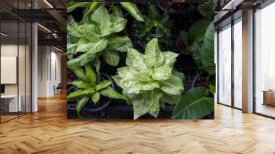 Top view of green plant in pot. Various of plant in tree shop. Wall mural