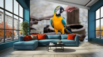 someone gave food or sunflower seeds to macaw bird Wall mural