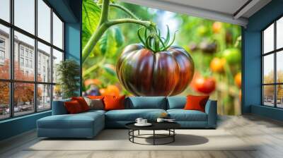 Sweet juicy black tomato ripening on branch in greenhouse Wall mural