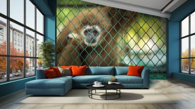 Caged gibbons, wildlife trafficking problems Wall mural