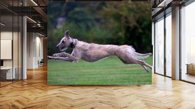 Lurcher Wall mural