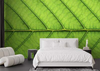 leaf vein abstract natural pattern background. diagonal stem line. green eco environmental and earth conservation concepts. Wall mural