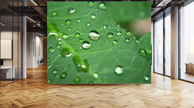 Closeup green leaf with water drops in garden with soft focus and blurred background ,rain on nature leave ,dew on plants for card design Wall mural