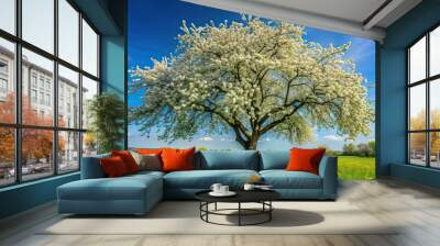 Apple tree blossoms in full bloom under clear blue skies on a sunny spring day, apple tree, blossom, spring, sunny day Wall mural