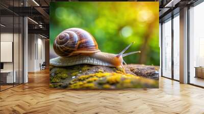 Close up of single snail crawling on rock, snail, rock, crawling, nature, wildlife, slimy, shell, slow, close up Wall mural