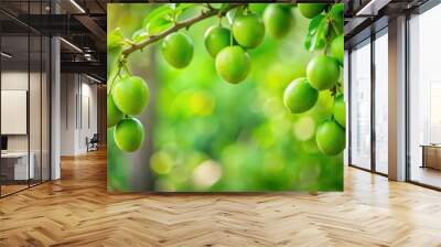 Green plums hanging on tree with blurred nature background, fruit, green, plums, tree, hanging, orchard, agriculture, organic Wall mural