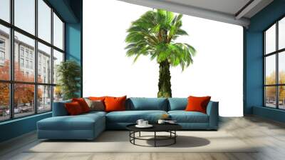 3D rendering - A tall palm tree isolated over a white background. Suitable for use in architectural design or Decoration work. Used with natural articles both on print and website, 3D illustration. Wall mural