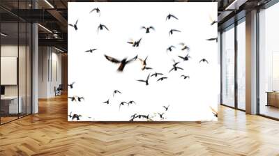 motion blur flying flock of pigeons on white background Wall mural