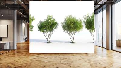 Larrea cuneifolia tree isolated on on white background Wall mural